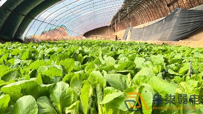 大棚蔬菜如何選擇的安防監控設備？